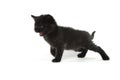 Cute four-week-old kitten on white Royalty Free Stock Photo