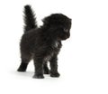 Cute four-week-old kitten on white Royalty Free Stock Photo