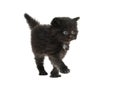 Cute four-week-old kitten on white Royalty Free Stock Photo