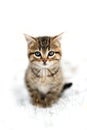 Grey domestic shorthair tabby cat kitten sitting in the snow loo Royalty Free Stock Photo