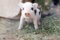 Cute and fuzzy one week old baby piglets Royalty Free Stock Photo