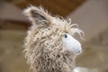 Cute fuzzy toy llama head against light brown background - cropped