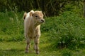 Cute Galloway calf in natural environment