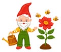 Cute garden gnome grow flower, gardener dwarf hold watering can, gardening elf. Bees collect honey nectar. Vector