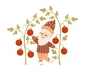 Cute garden gnome picking red ripe tomatoes. Happy smiling fairy tale bearded garden dwarf elf working in garden cartoon Royalty Free Stock Photo