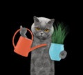 Cute gardener cat with flower and watering can isolated on black