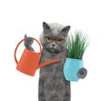 Cute gardener cat with flower and watering can isolated on white