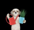 Cute gardener dog with flower and watering can isolated on black