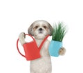 Cute gardener dog with flower and watering can isolated on white