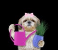 Cute gardener girl dog with flower and watering can isolated on black