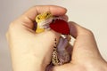 Cute gecko with heart in paws Royalty Free Stock Photo