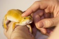 Cute gecko heating in hands Royalty Free Stock Photo