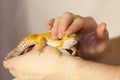 Cute gecko heating in hands Royalty Free Stock Photo