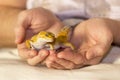 Cute gecko heating in hands Royalty Free Stock Photo