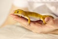 Cute gecko heating in hands Royalty Free Stock Photo