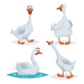 Cute geese in different poses. Cartoon flat style farm animals  birds collection. Walking, standing, swimming goose. Vector illust Royalty Free Stock Photo