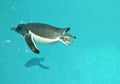 Cute Gentoo Penguin Swimming Under Water in a Pool Royalty Free Stock Photo