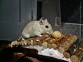 Cute gerbil on wooden bridge Royalty Free Stock Photo