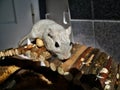 Cute gerbil on wooden bridge Royalty Free Stock Photo