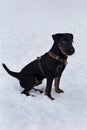 Cute german jagdterrier is sitting on white snow in the winter park. Pet animals