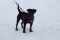 Cute german jagdterrier is standing on white snow in the winter park. Pet animals