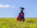 Cute German Pinscher Superhero