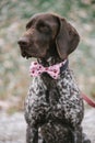 Cute German pointer dog posing outdoor Royalty Free Stock Photo