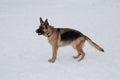 Cute german shepherd with black mask is standing on the white snow. Pet animals Royalty Free Stock Photo