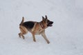 Cute german shepherd with black mask is walking on the white snow. Pet animals Royalty Free Stock Photo