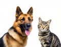 Cute german shepherd dog and brown tabby cat together closeup of faces looking at camera together Royalty Free Stock Photo