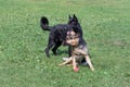 Cute german shepherd dog puppy and east european shepherd puppy in the summer park. Pet animals