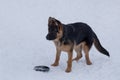Cute german shepherd dog puppy is standing on a white snow with his toy. Pet animals Royalty Free Stock Photo