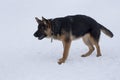 Cute german shepherd dog puppy is standing on white snow in the winter park. Four month old. Pet animals. Royalty Free Stock Photo