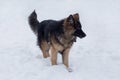 Cute german shepherd dog puppy is standing on a white snow in the winter park. Pet animals Royalty Free Stock Photo