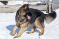 Cute german shepherd dog puppy is standing on a white snow in the winter park. Pet animals Royalty Free Stock Photo