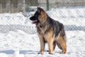Cute german shepherd dog puppy is standing on a white snow in the winter park. Pet animals. Royalty Free Stock Photo