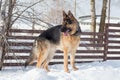 Cute german shepherd dog puppy is standing on white snow in the winter park. Pet animals Royalty Free Stock Photo