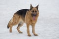 Cute german shepherd dog is standing on a white snow in the winter park. Pet animals Royalty Free Stock Photo