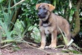 Puppy in garden Royalty Free Stock Photo