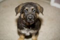 Cute German Shepherd puppy Royalty Free Stock Photo