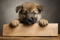 Cute german shepherd puppy dog with space for text holding a blank sign for mockup