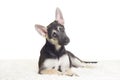 Cute German Shepherd puppy Royalty Free Stock Photo