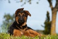 Cute german shepherd puppy lying in a meadow Royalty Free Stock Photo