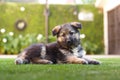 Cute german shepherd puppy portrait Royalty Free Stock Photo