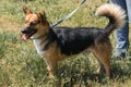 Cute german shepherd puppy smiling outdoors while on a walk in t Royalty Free Stock Photo