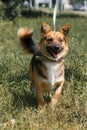 Cute german shepherd puppy smiling outdoors while on a walk in t Royalty Free Stock Photo