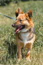 Cute german shepherd puppy smiling outdoors while on a walk in t Royalty Free Stock Photo