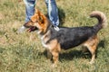 Cute german shepherd puppy smiling outdoors while on a walk in t Royalty Free Stock Photo