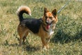 Cute german shepherd puppy smiling outdoors while on a walk in t Royalty Free Stock Photo