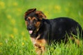 Cute german shepherd puppy standing in a flower meadow Royalty Free Stock Photo